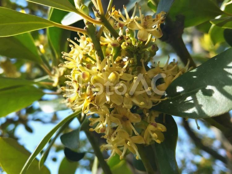 可愛い花が密集するタラヨウ 花,モチノキ科,タラヨウの写真素材