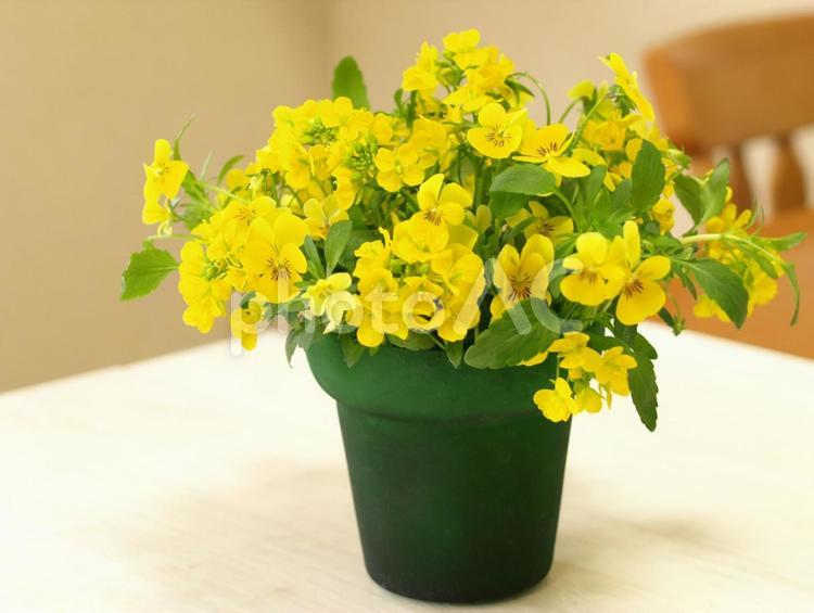 花瓶に入れた春の花、ビオラと菜の花、インテリア ビオラ,菜の花,インテリアの写真素材