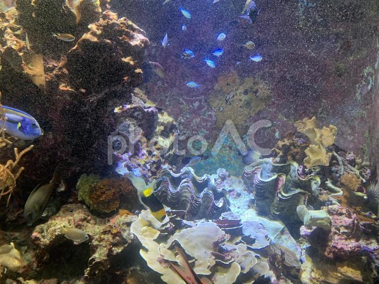 水族館のサンゴ 海,サンゴ,アクアリウムの写真素材