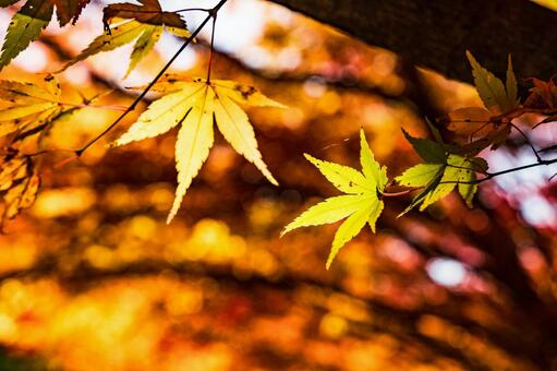 滋賀県【紅葉】の写真