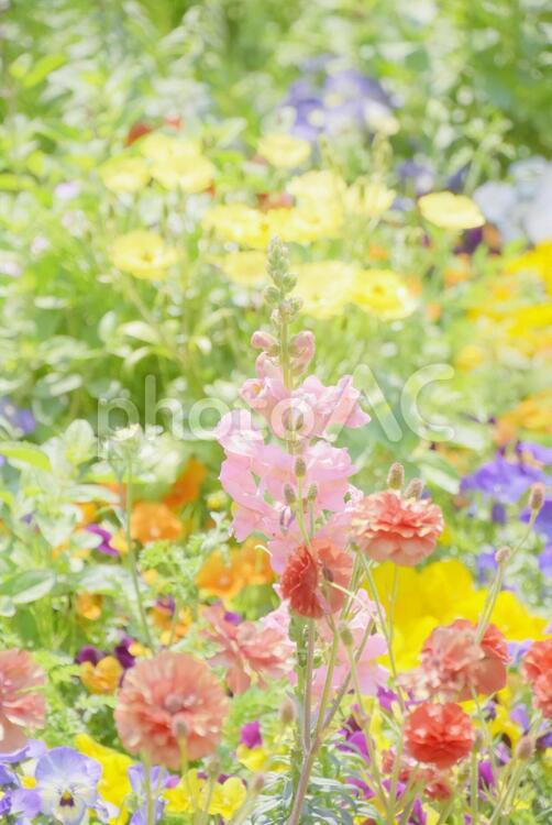 お花畑・ふんわり お花畑,春,花の写真素材