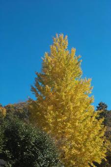 青空と大きなイチョウ 植物,イチョウ,大木の写真素材