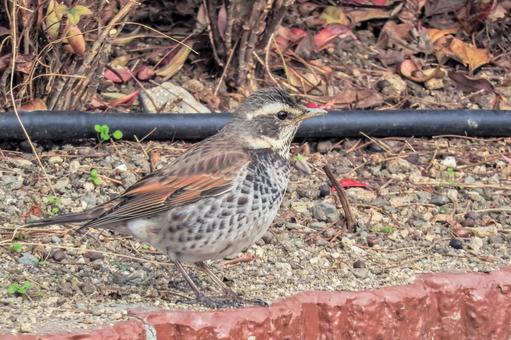 ツグミ ツグミの写真