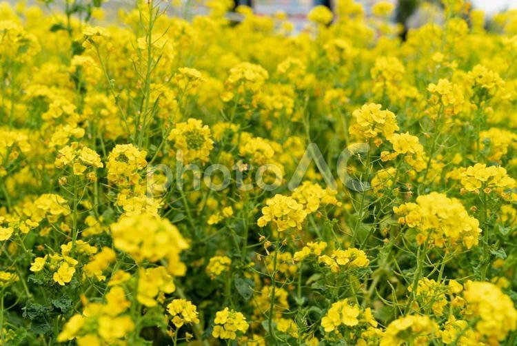 見頃の菜の花畑 菜の花,花,菜の花畑の写真素材