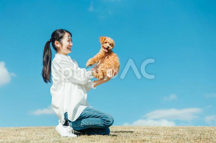 愛犬と遊ぶ女性（芝生） 犬,ペット,愛犬の写真素材