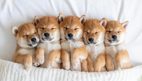 身を寄せ合って眠る柴犬の子犬　豆柴の写真