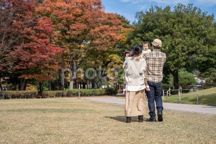 秋の公園で遊ぶ家族・ファミリー 家族,ファミリー,ピクニックの写真素材