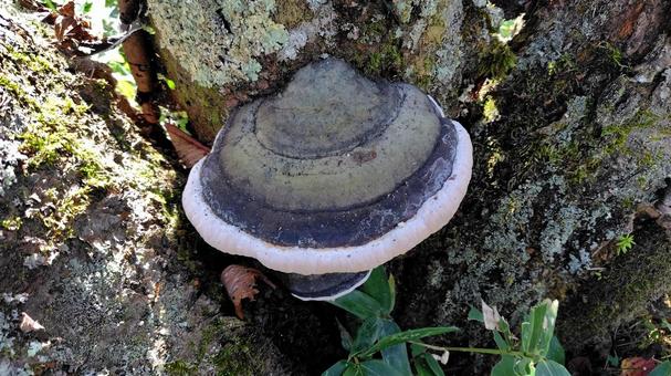 サルノコシカケ サルノコシカケ サルノコシカケ,きのこ,自然の写真素材