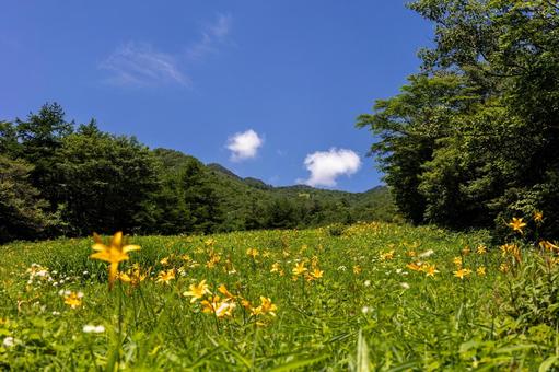 ニッコウキスゲと青空と草原 ニッコウキスゲと青空と草原 日光黄菅,キスゲ平,初夏の写真素材