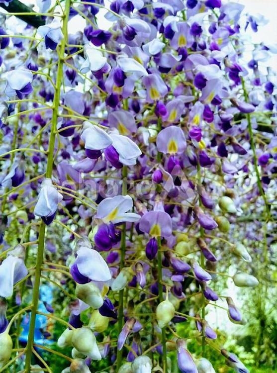 花　藤　ふじ　フジ　ウィステリア　wisteria　優しさ　歓迎　2 藤,ふじ,フジの写真素材