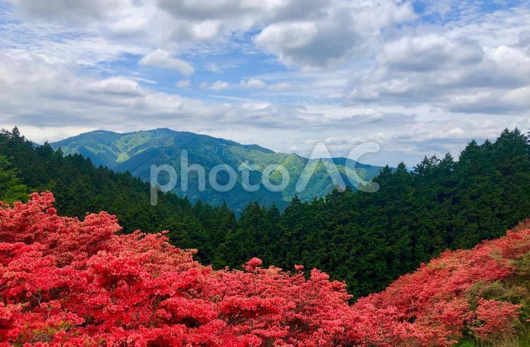 ツツジと大和葛城山からの眺め ツツジ,葛城山,大和葛城山の写真素材