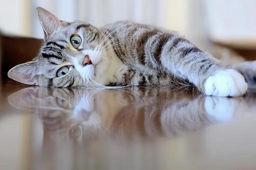 ゴロゴロ横になって見つめるトラ猫 ゴロゴロ横になって見つめるトラ猫 猫,ねこ,疲れたの写真素材