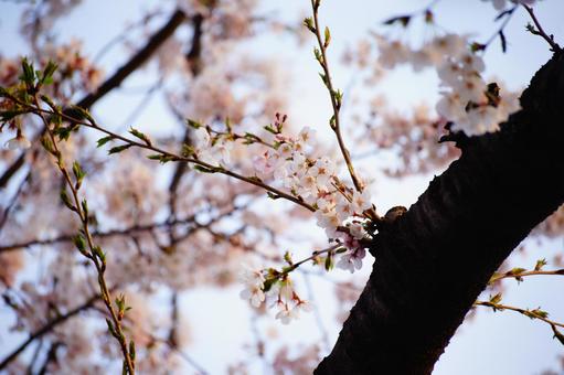 桜の写真