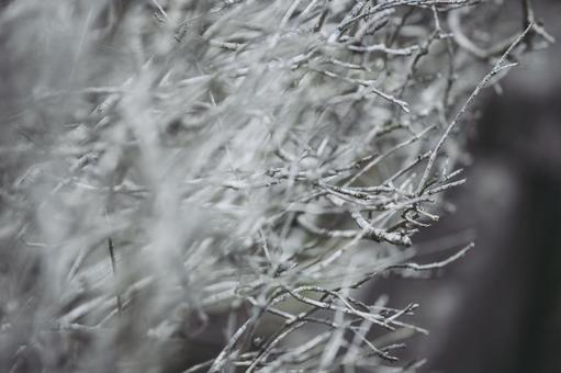 雪と木 雪と木 snow,winter,パウダースノーの写真素材