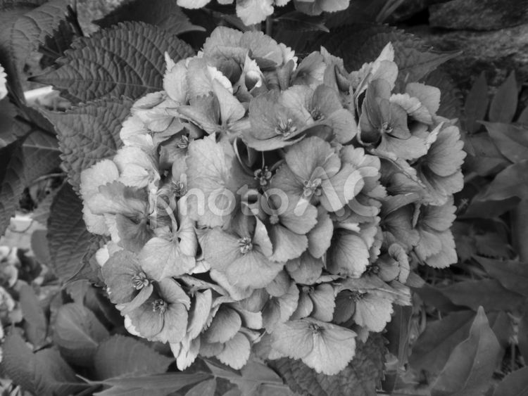 モノクロ写真のアジサイの花 アジサイ,ホンアジサイ,花の写真素材