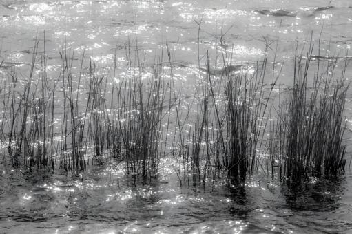 光を反射する水辺の草 光を反射する水辺の草 光,反射,水面の写真素材