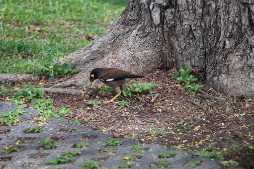 Photo, big tree, indian myna (species of mynah bird, acridotheres tristis), thailand, 