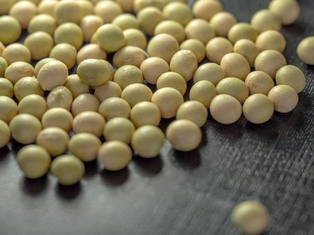 大豆 まめ 大豆,まめ,野菜の写真素材