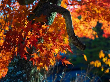日本の秋を彩る紅葉と自然美 紅葉,秋,自然の写真素材