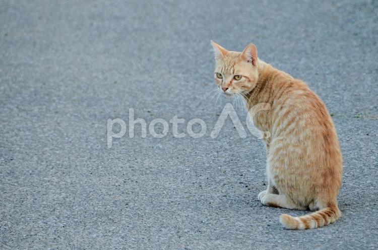路地裏の猫 路地裏,猫,ネコの写真素材