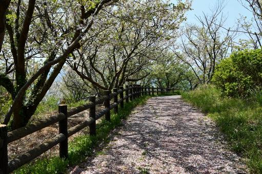 花びらが散り積もった桜の並木道の写真