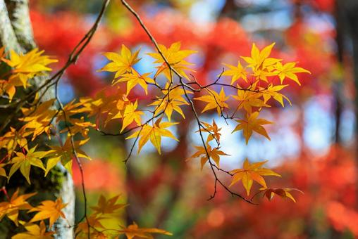紅葉 紅葉,もみじ,秋の写真素材