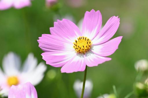 コスモス街道で撮ったコスモスの花 コスモス街道で撮ったコスモスの花の写真