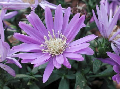 Photo, aster, daisy, and ezo chrysanthemum, a flower, summer, 