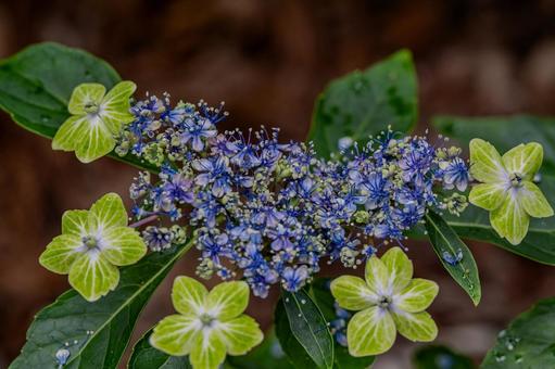 指扇アジサイまつり2025年 指扇アジサイまつり2025年 アジサイ,紫陽花,花の写真素材