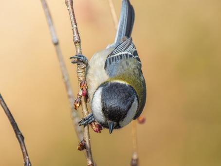 枝にとまるシジュウカラ 枝にとまるシジュウカラの写真