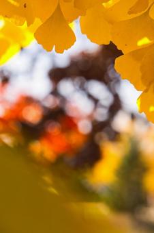 紅葉グラデーション 紅葉グラデーションの写真
