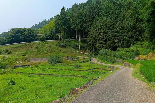 四谷の千枚田⑤ 四谷の千枚田⑤の写真