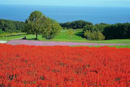 淡路島　あわじ花さじき61　サルビア 兵庫県,あわじ花さじき,サルビアの写真素材