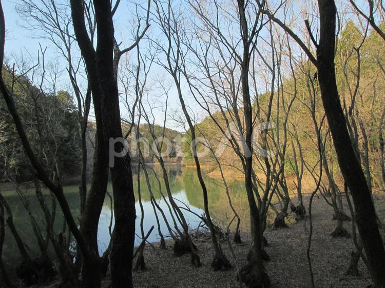 水辺の枯れ木 湖畔,水辺,枯れ木の写真素材