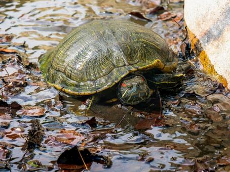 水辺のアカミミガメ 水辺のアカミミガメ アカミミガメ,ミドリガメ,カメの写真素材