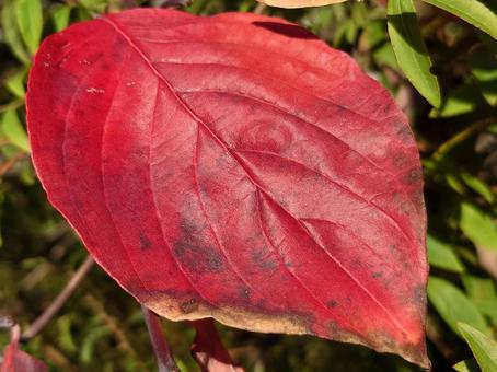 紅葉したハナミズキの葉っぱ 花水木,赤,紅の写真素材