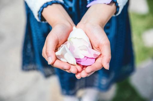 花びら 花びら 花びら,フラワーシャワー,結婚式の写真素材
