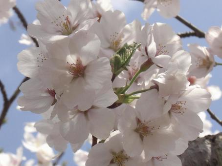清水公園の桜-45 清水公園の桜-45 清水公園,千葉県野田市,桜の木の写真素材