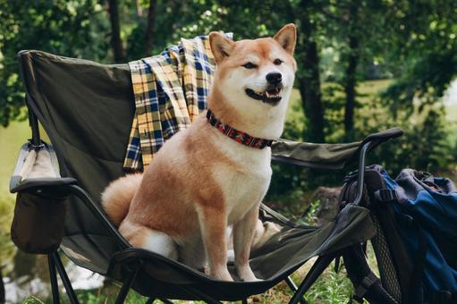 黒い椅子に座る犬 犬,チェア,お座りの写真素材