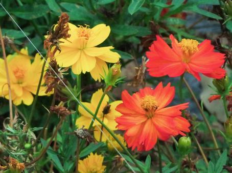 キバナコスモスの写真