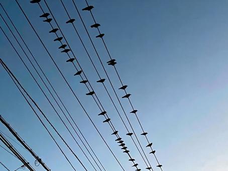 電線と鳥の写真