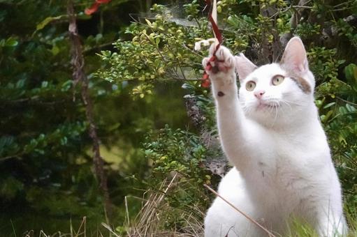 おもちゃをつかむシロキジネコ おもちゃをつかむシロキジネコ ネコ,保護猫,ニャンコの写真素材