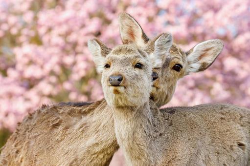桜の季節、奈良公園の鹿 桜の季節、奈良公園の鹿の写真