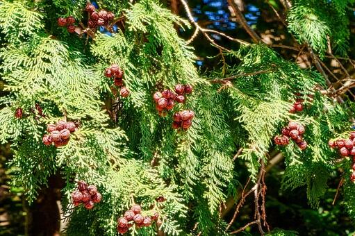ヒノキの実 檜,実,果実の写真素材