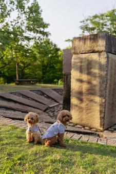 夏の公園で散歩するトイプードル 夏の公園で散歩するトイプードルの写真