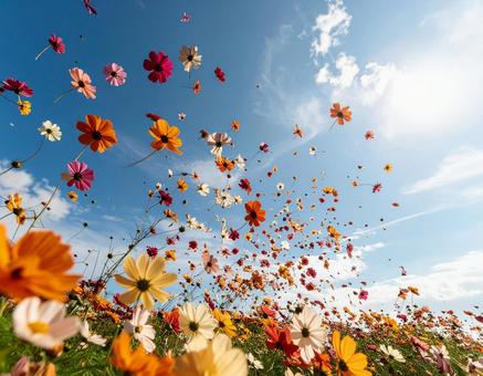 青空に色とりどりの花が飛んでいる様子 青空に色とりどりの花が飛んでいる様子の写真