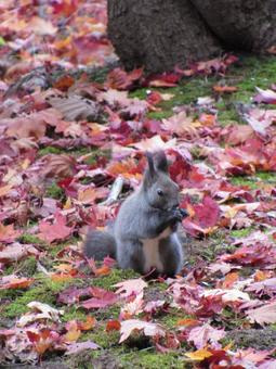 エゾリスの写真