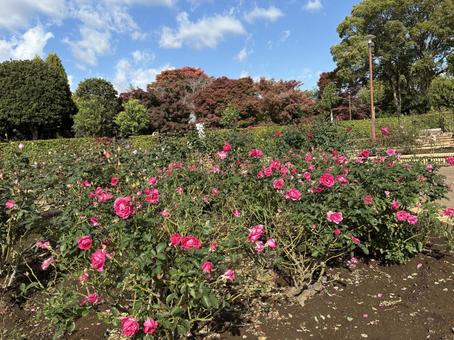 柏の葉公園のバラ園 千葉県,柏市,柏の葉公園の写真素材