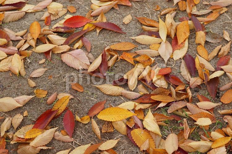 冬のはじまり② 秋,あき,晩秋の写真素材