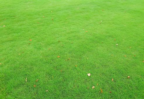 芝生 芝生 自然,壁,緑の写真素材